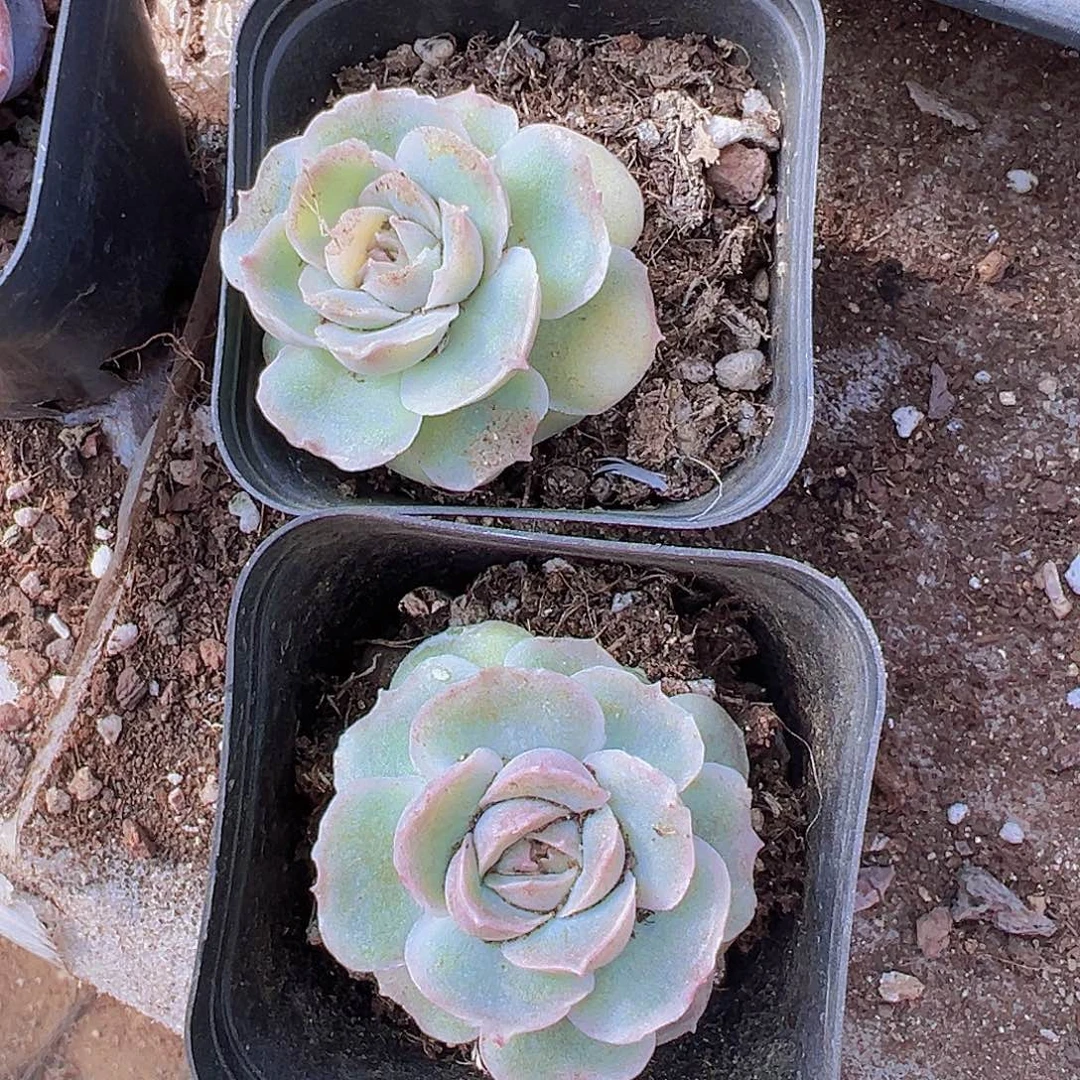 大***子虾饺2颗19包邮多肉植物