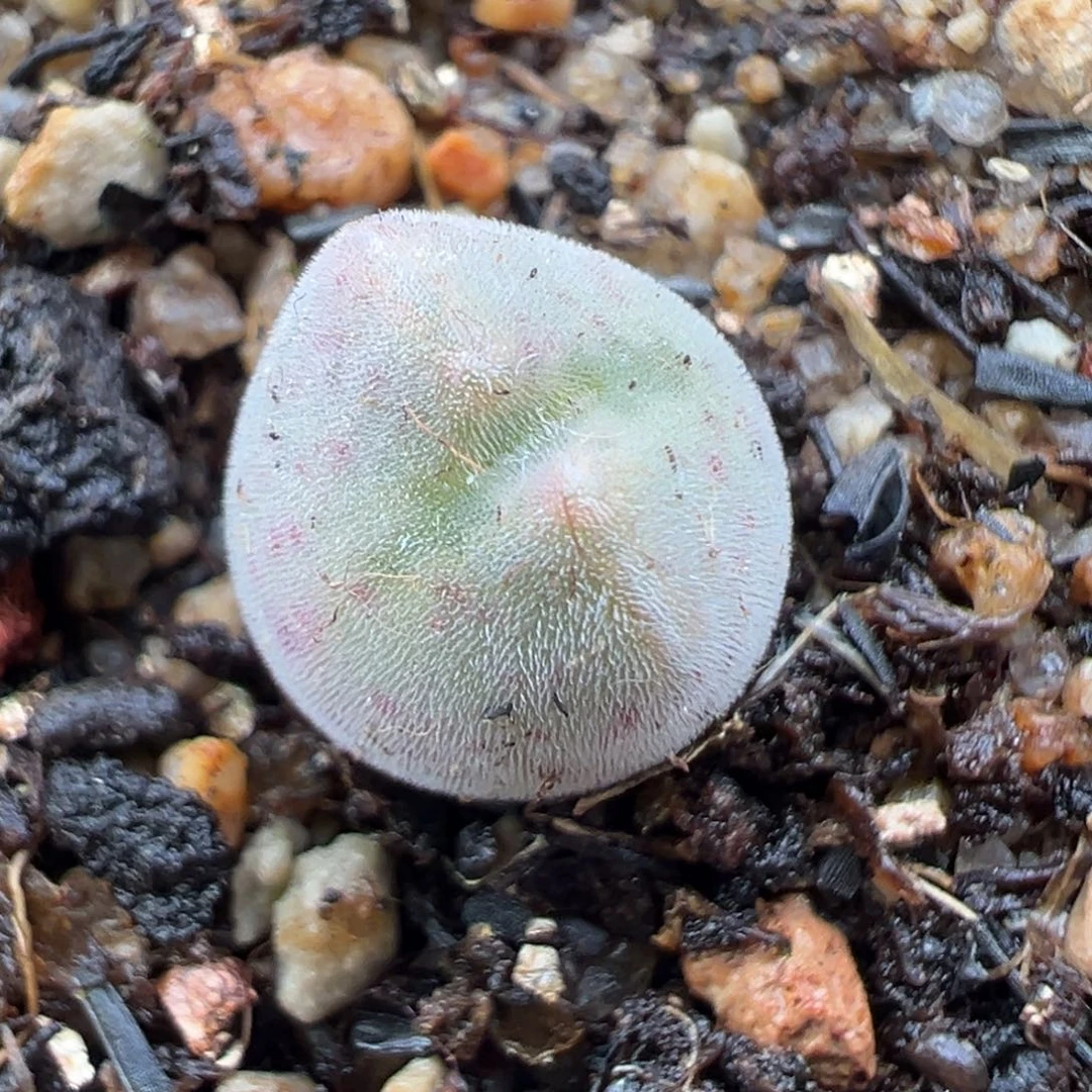 1.16好看的多肉185