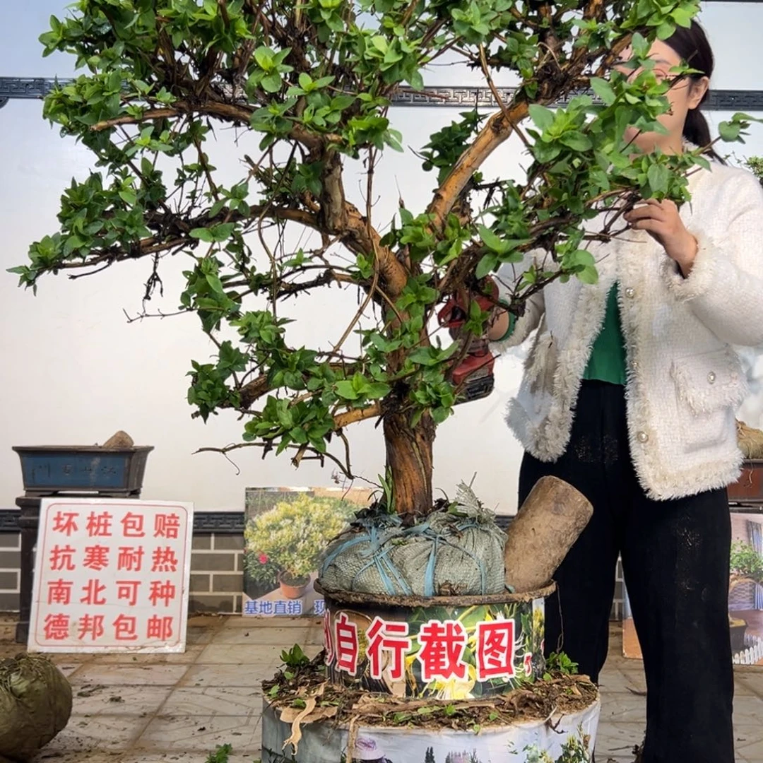 完全开放金银花8888