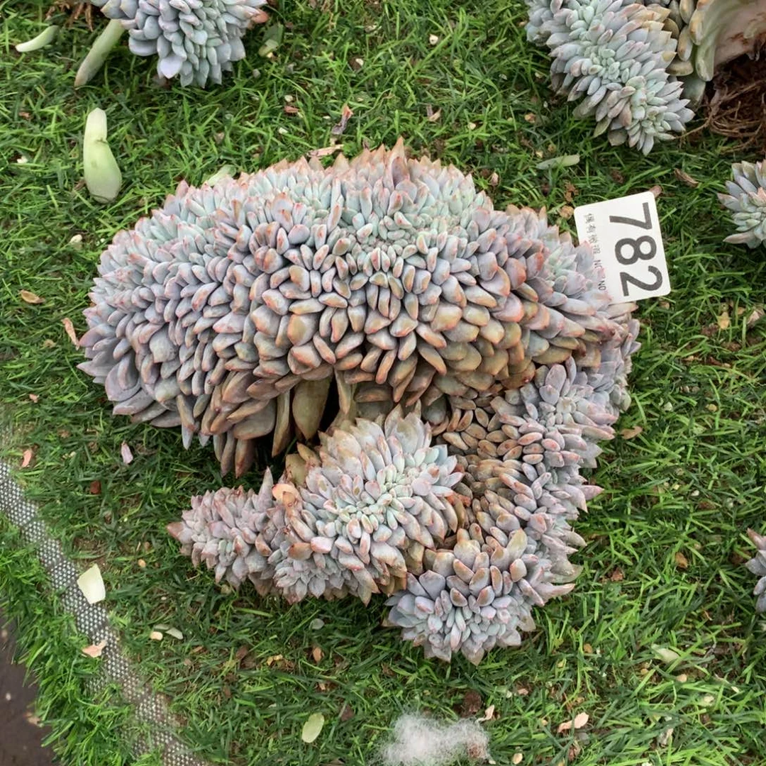 782橙子缀多肉植物
