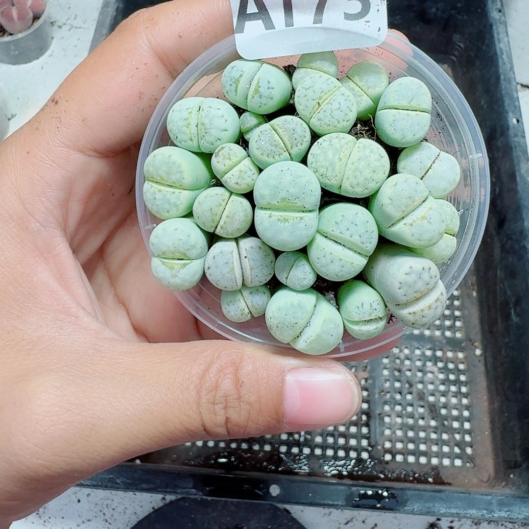 173多肉植物多肉植物
