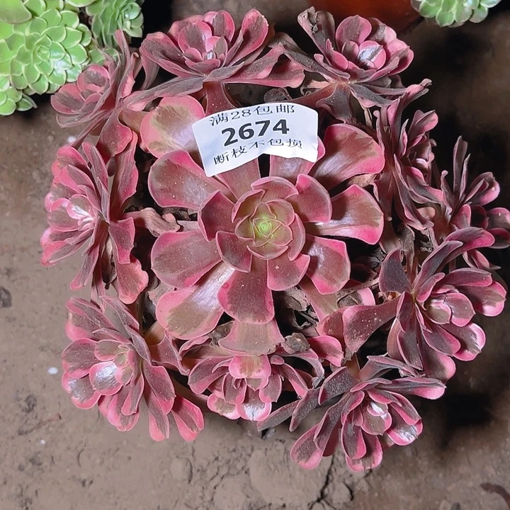2674爱神多肉植物保护