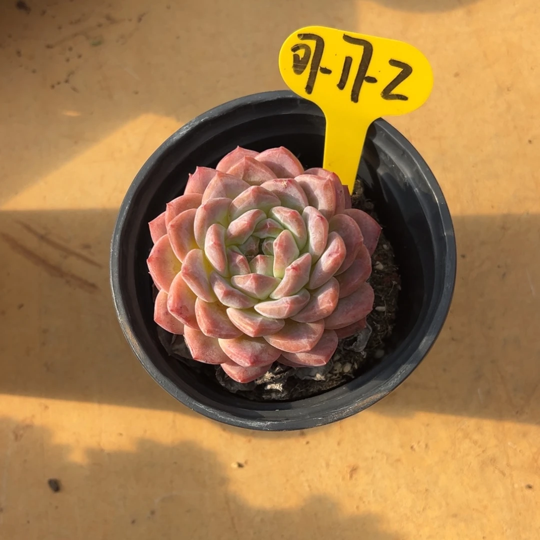 07-17-2冰魄多肉植物