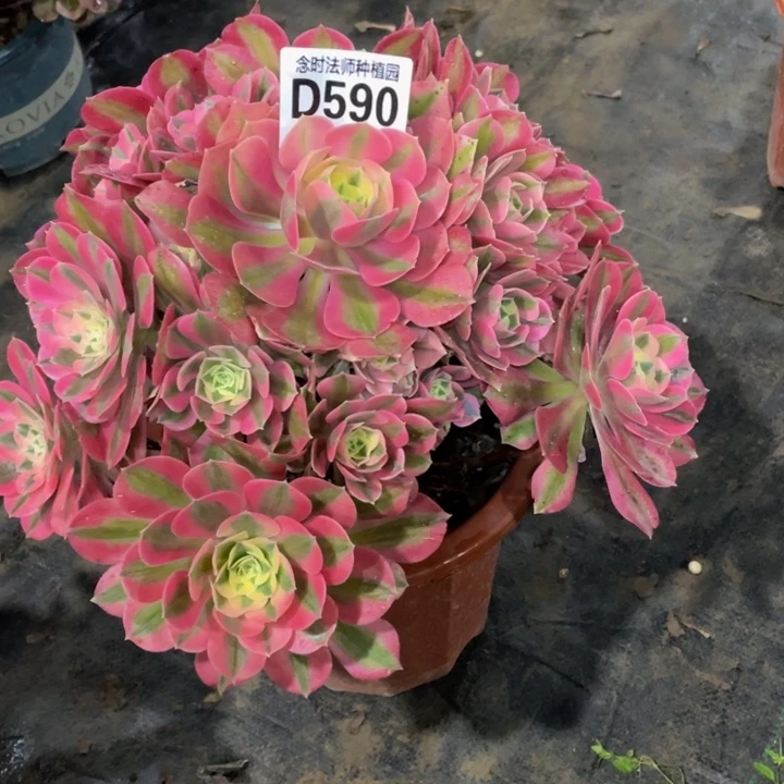 用****4590女巫差价11111多肉