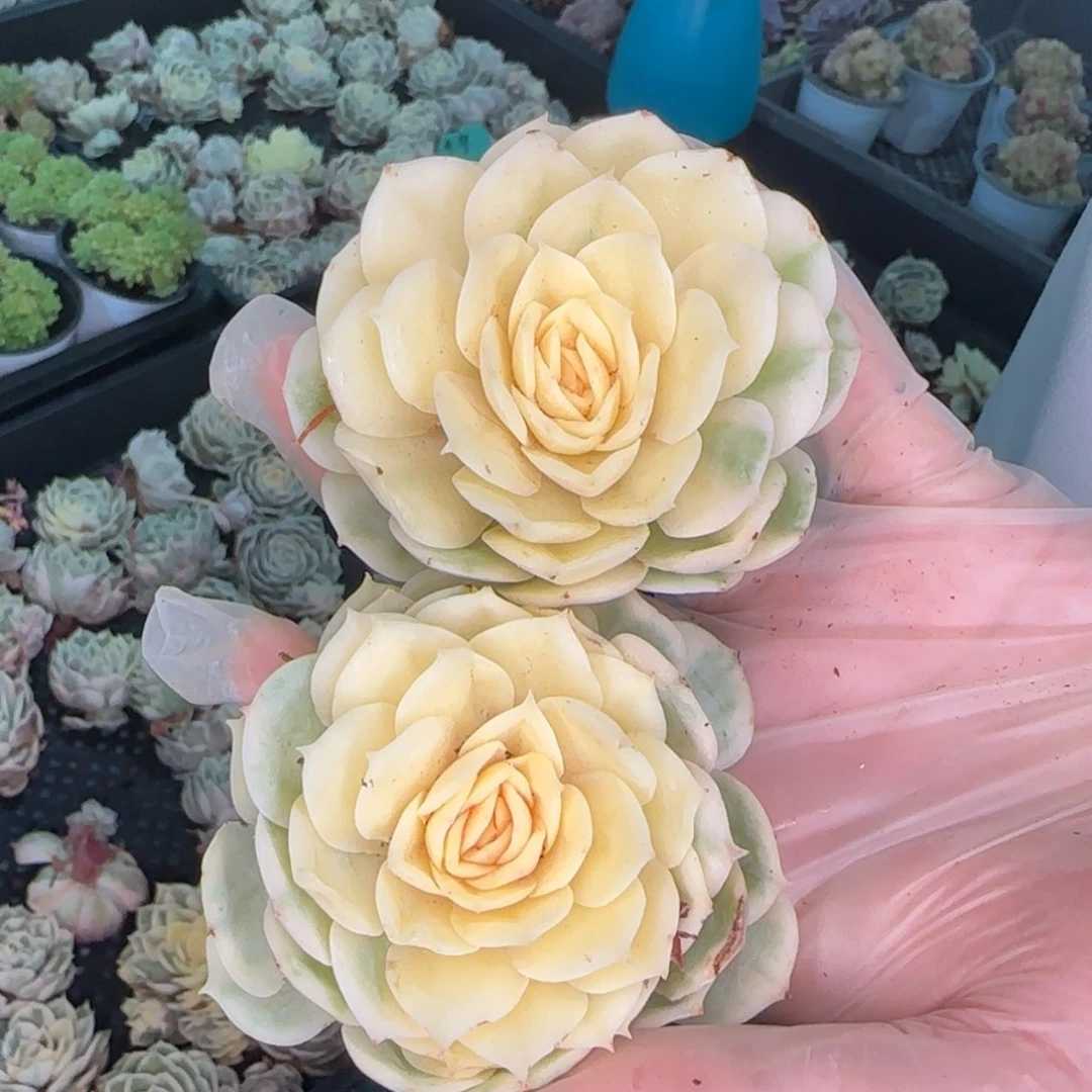 从前慢多肉编号昂斯诺锦