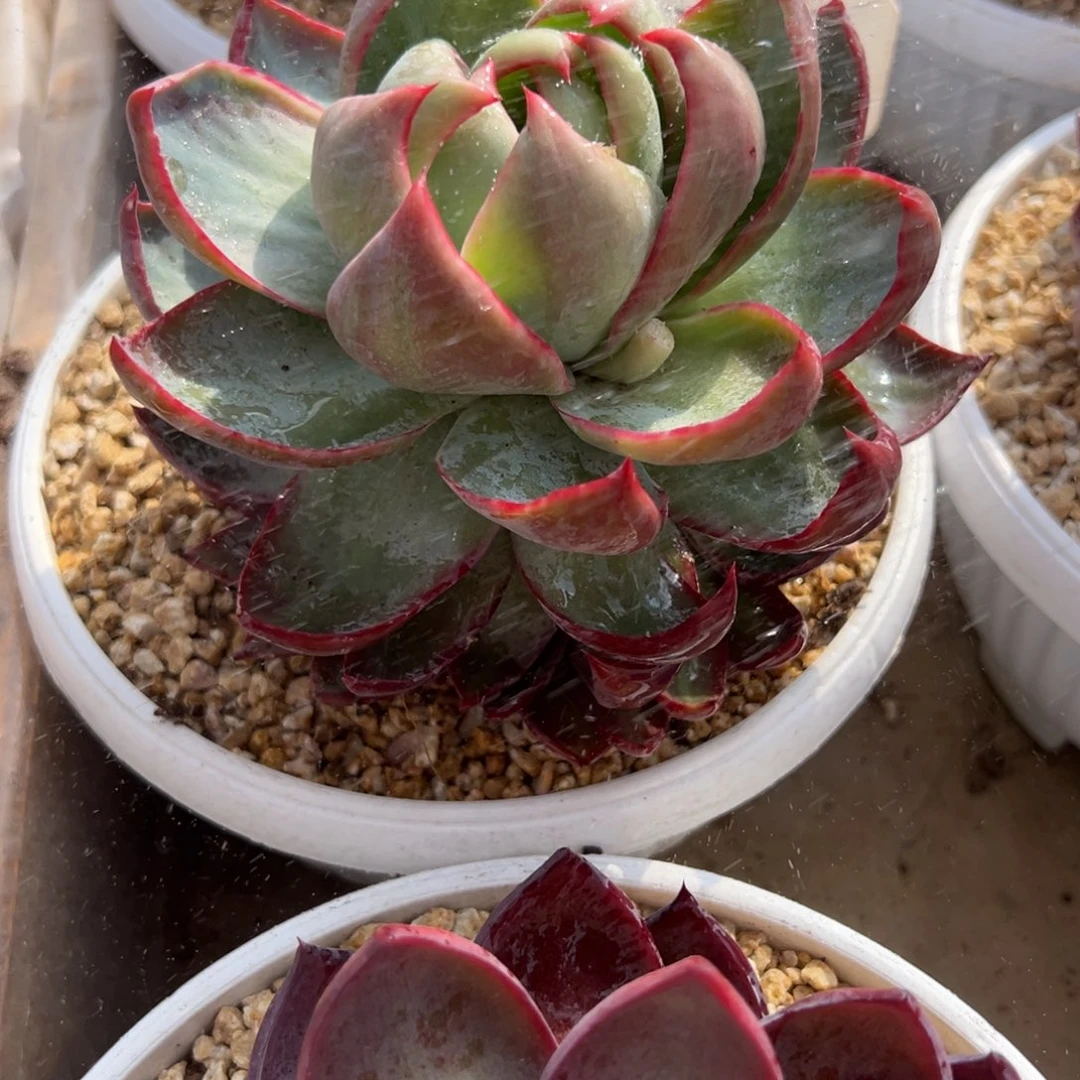 小****?惊鸿仙子3011号一物一拍