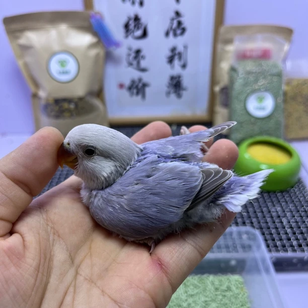 牡丹鹦鹉-学吃精品紫熏公Z0588