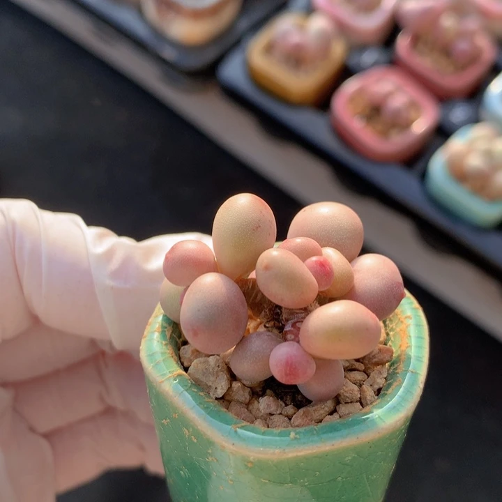 035 mini奶酪 5头 木质桩 造型漂亮