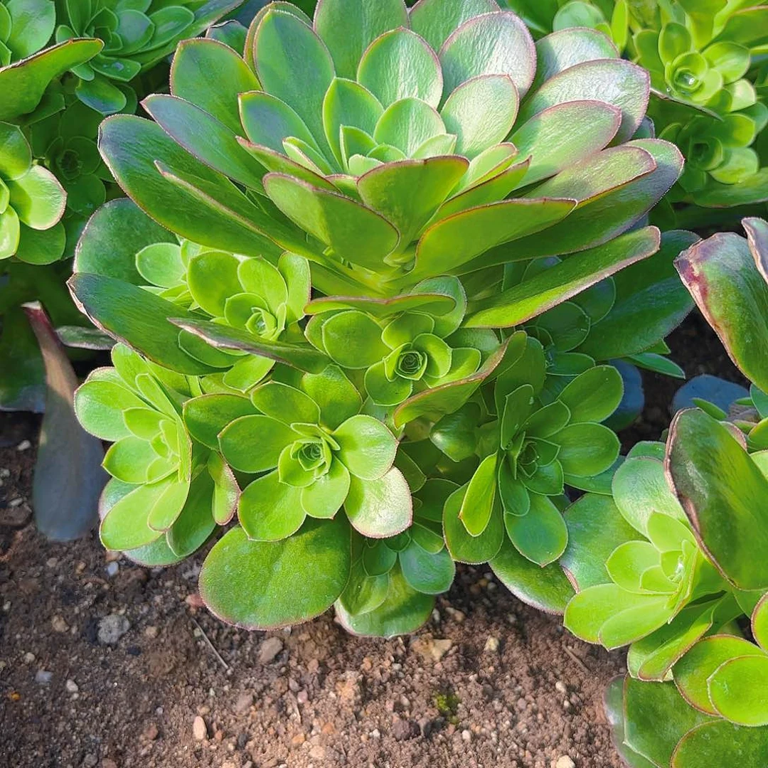 魅金手捧多肉植物