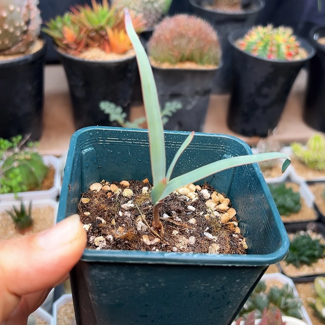 百岁兰实生带盆发货