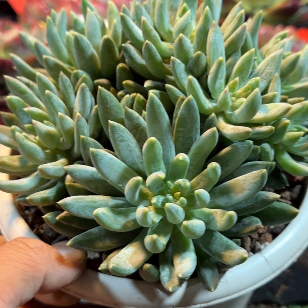 炫彩星惊鸿一物一拍包装收缩花旱