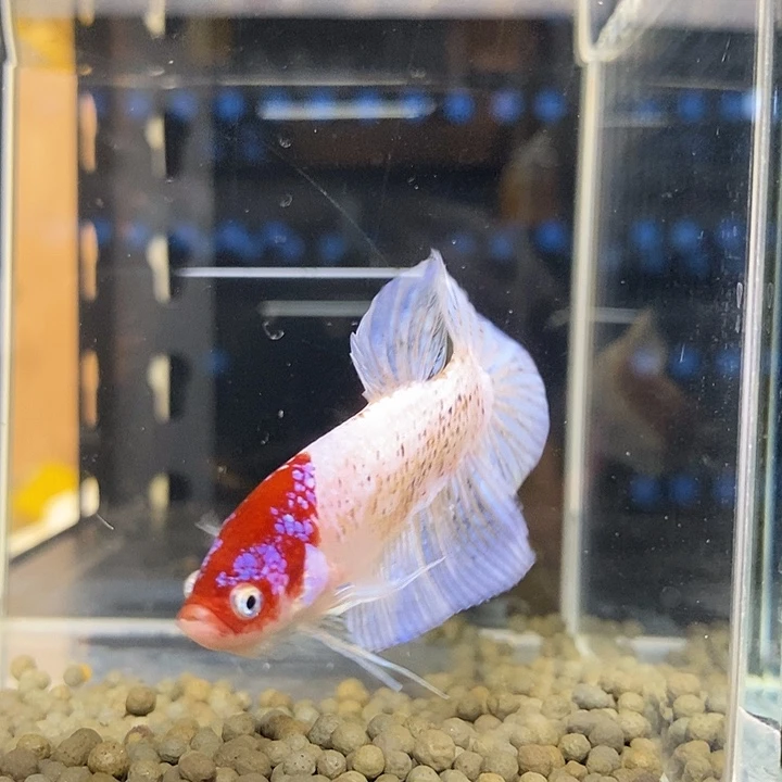 斗鱼黑121个巨斗半