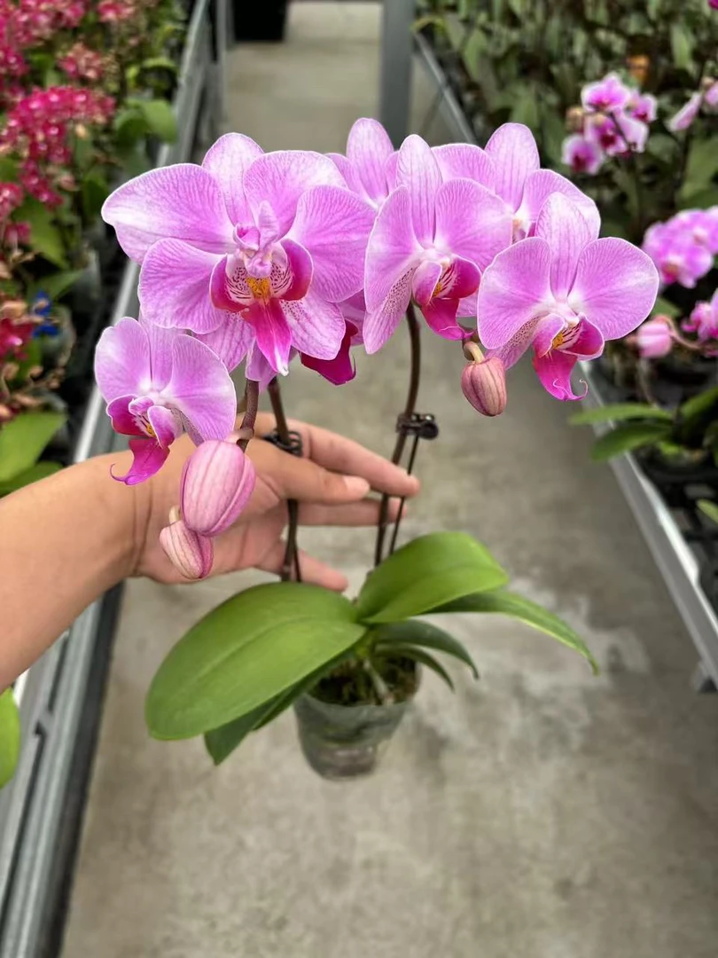 双梗粉天使蝴蝶兰，单颗