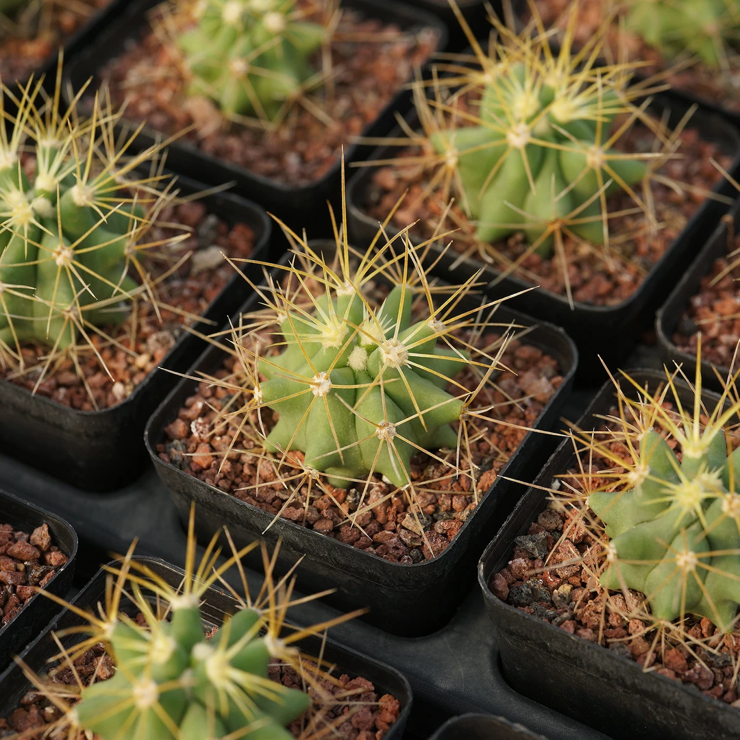 随机发10棵实生仙人球（有标牌，脱土发）