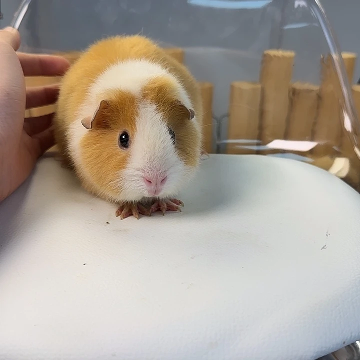 豚鼠黄白美泰妹妹