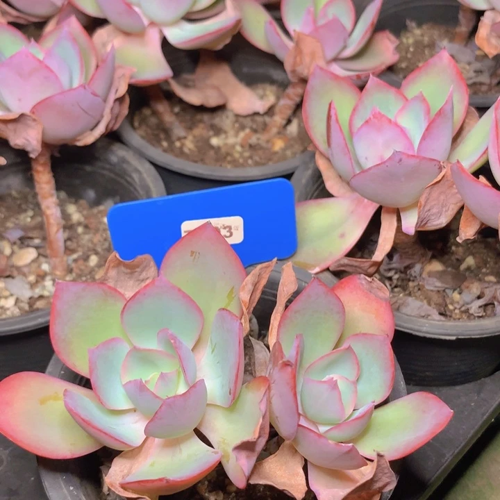 t193美国蓝光双头