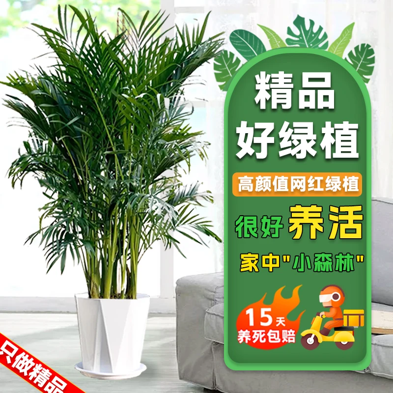 富贵椰子1米8-2米2绿植盆栽盆栽水土培四季常青客厅摆件吸甲醛