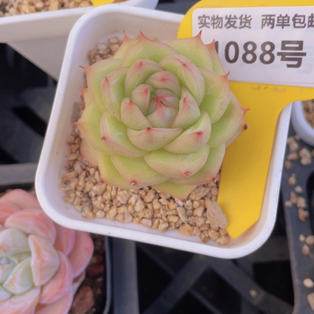 1088号 钻石睫毛珍妮