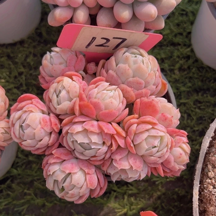 健健康康平平安安