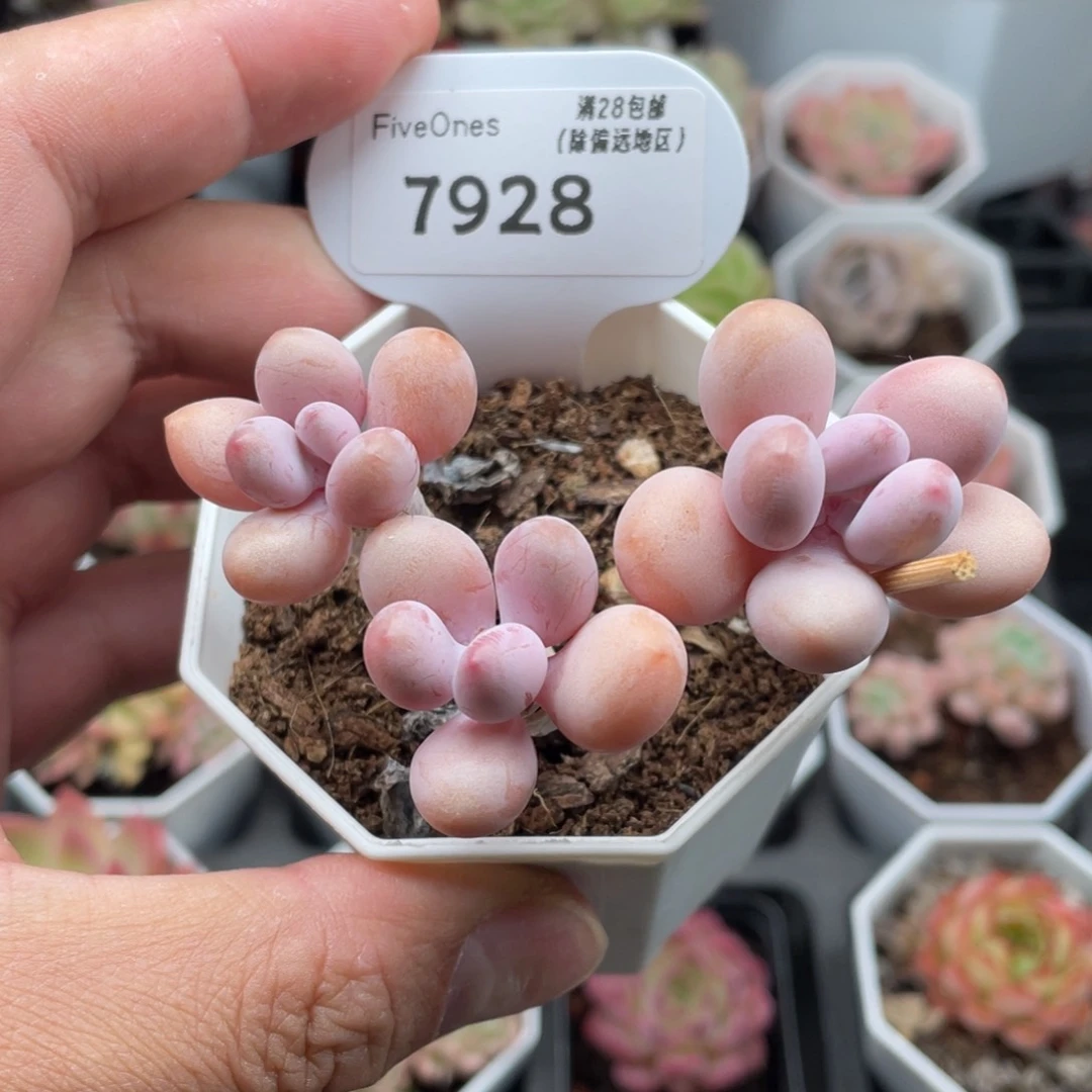 7928亚美8.0厘米