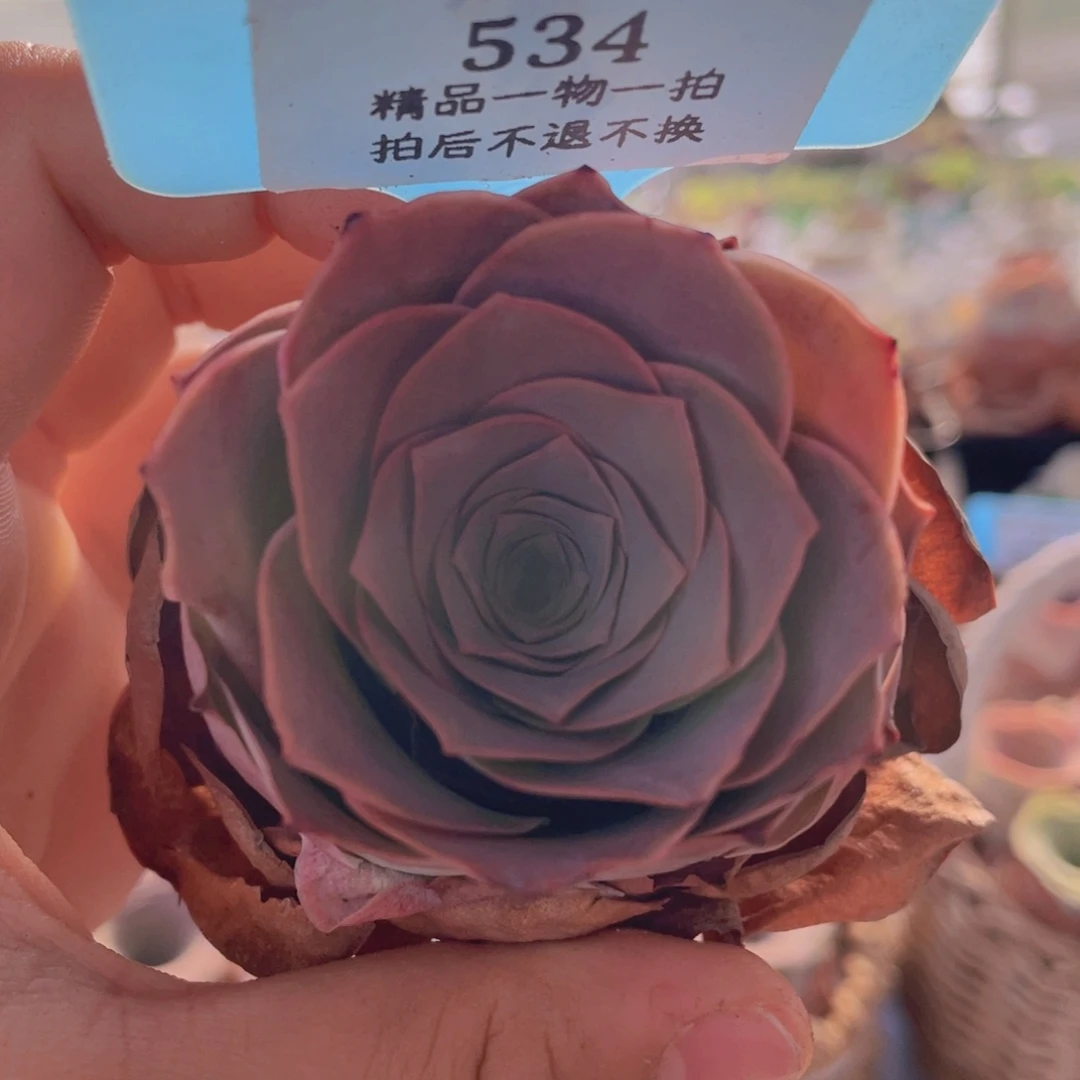 山地玫瑰534裸根发货不售后