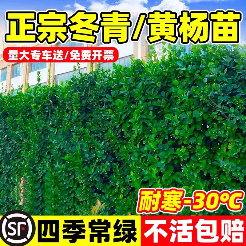 围墙篱笆植物大叶北海道黄杨苗冬青树苗四季常青耐寒庭院绿篱树苗