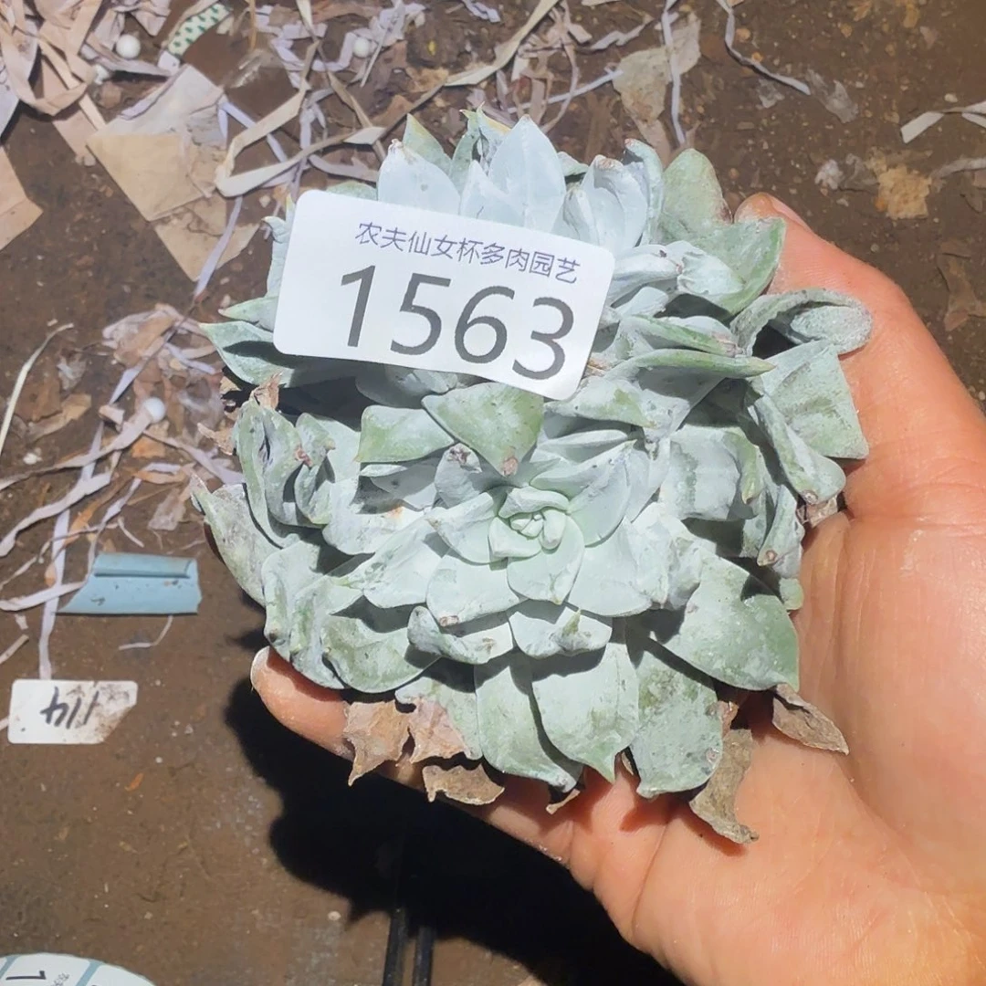 微****3代杂交仙女杯多肉福利处理瑕疵