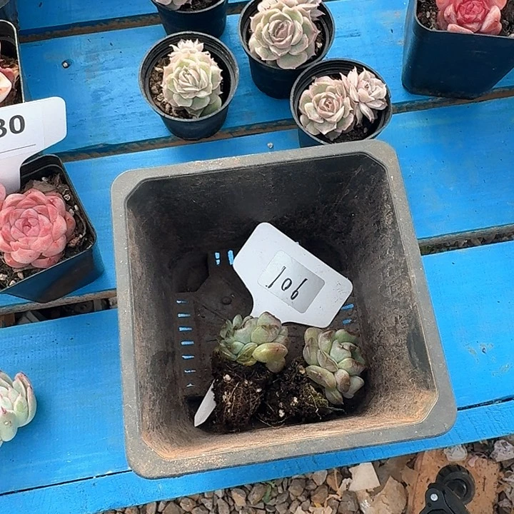 默**忧多肉植物颗粒颗粒