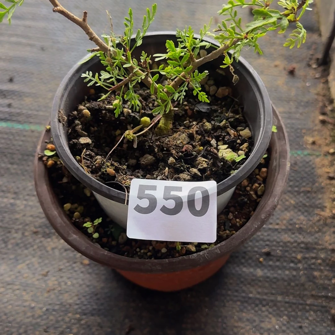 【闪购商品】星****y块根植物