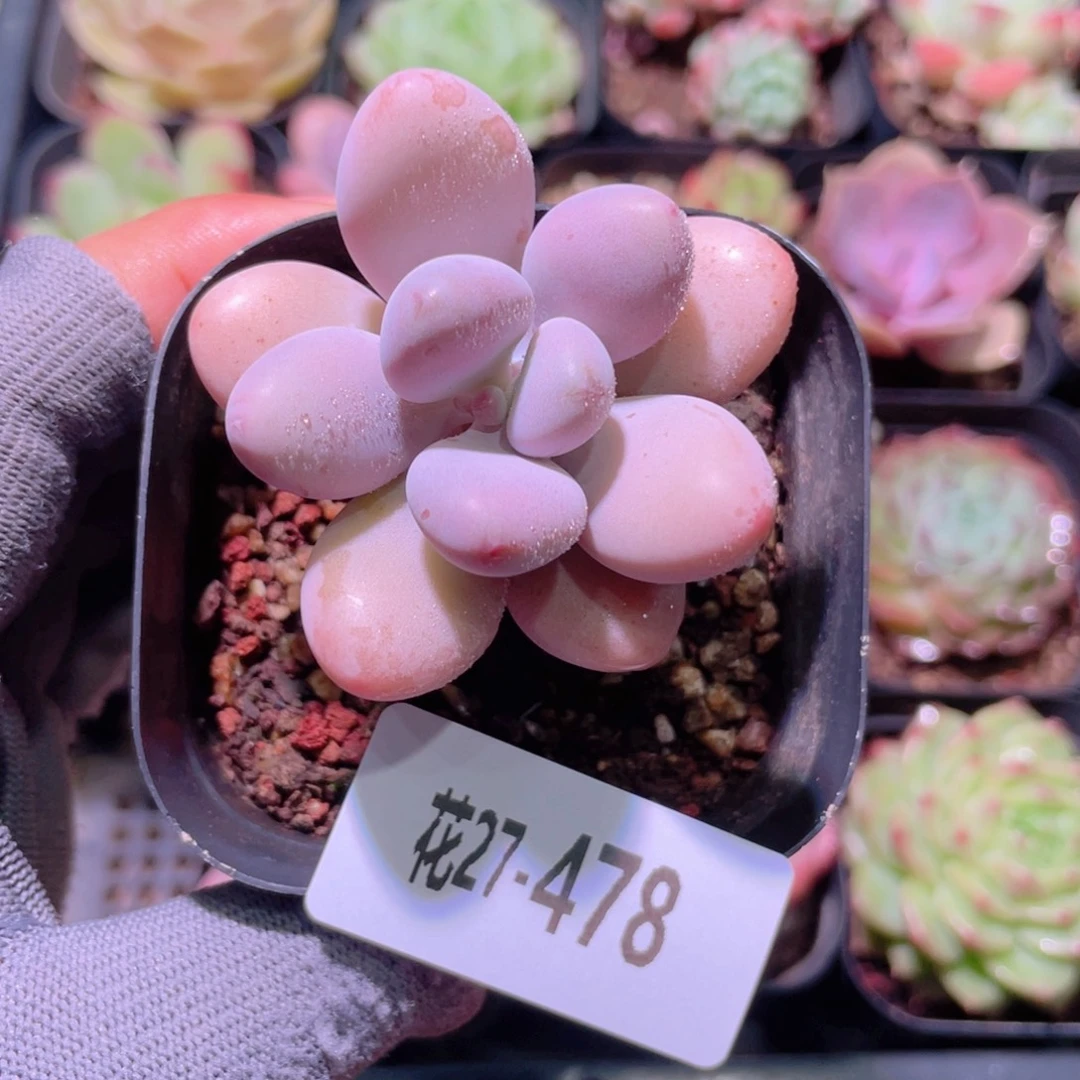 花利美27-478桃蛋