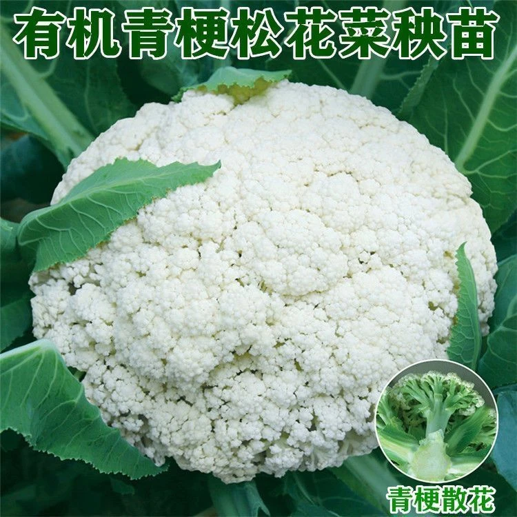 花菜苗青梗松花菜秧苗春季秋季耐热蔬菜秧苗早熟庭院大田种植