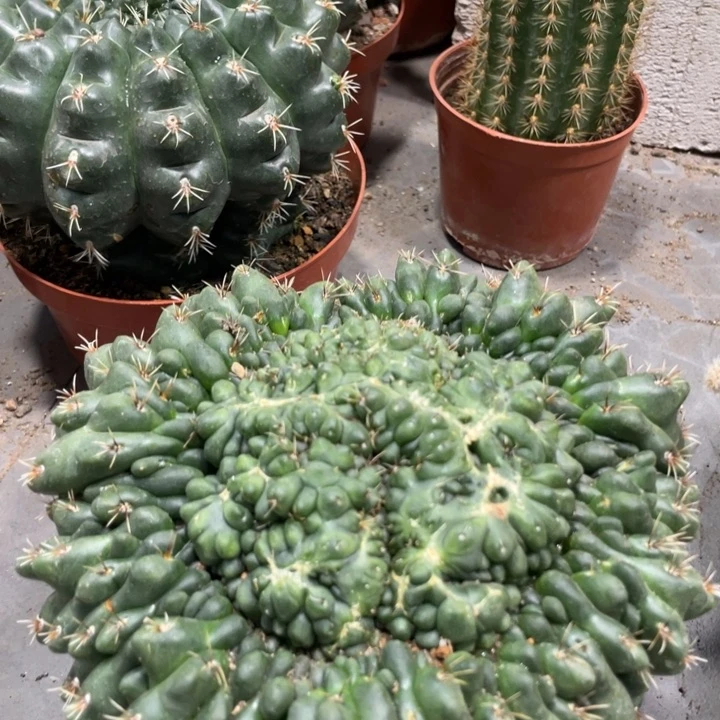 超大非花玉缀化一物一拍367