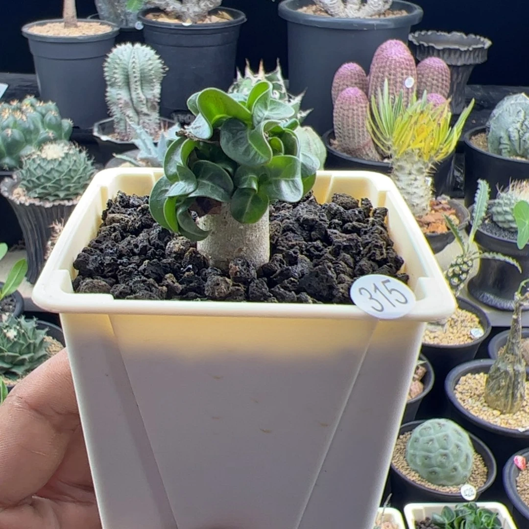 卡汉羊角一物一拍