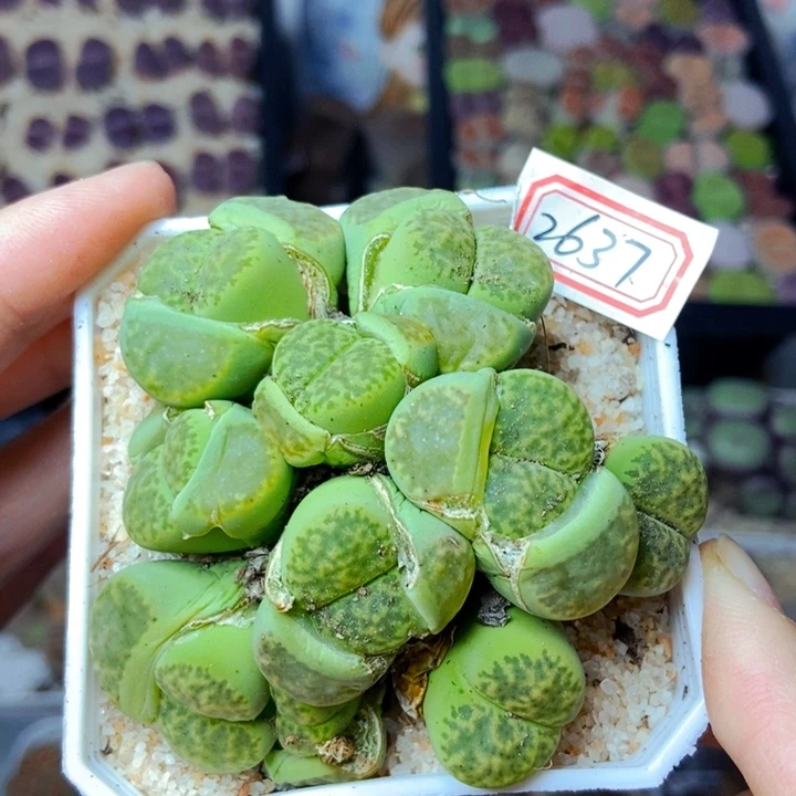 樱桃爱妃们的美肉