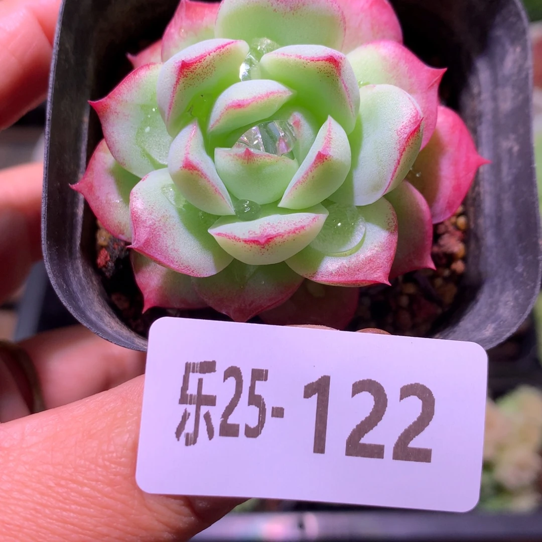 乐然25-122 女王玫瑰