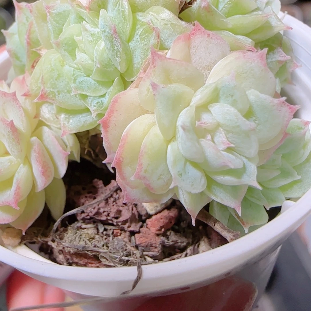 花语逸镜1028-224散