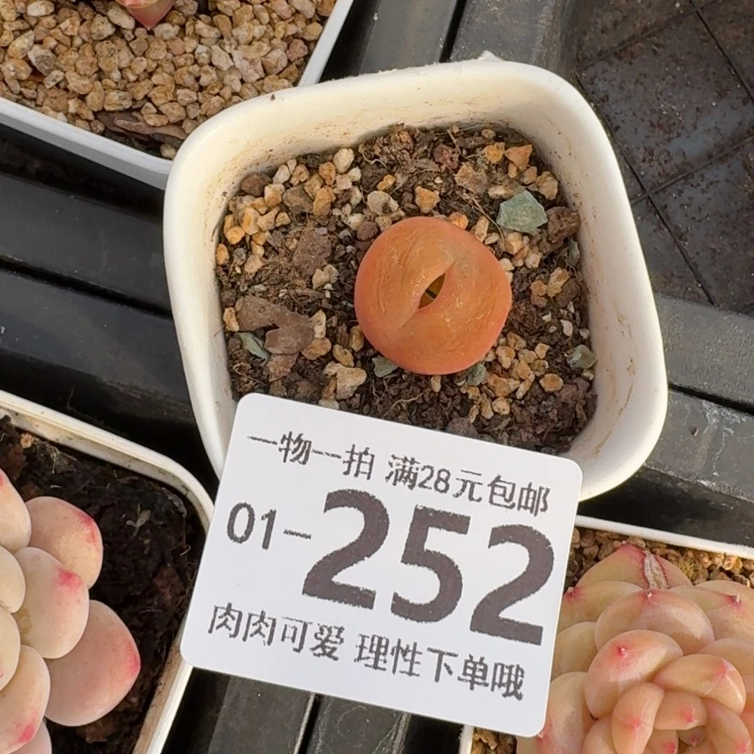 毛汉尼无盆土发货无