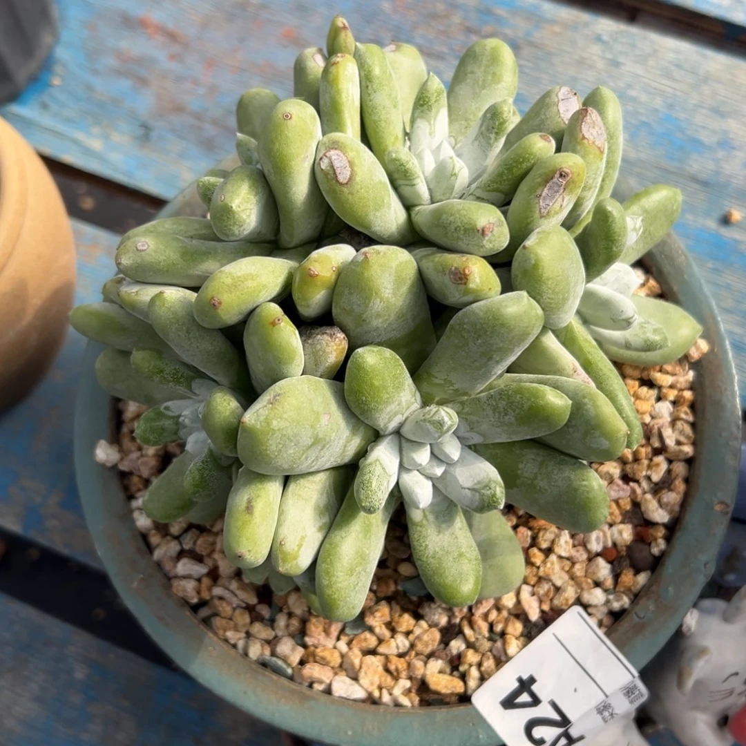 拇指仙女杯～一物一拍54