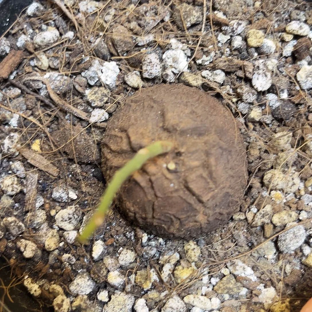 718龟甲片77587786788