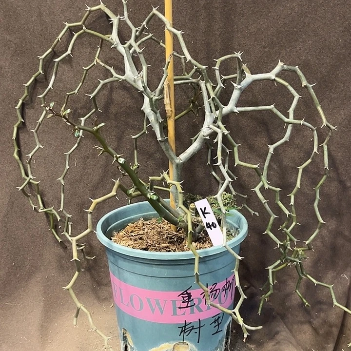 汤圆植物弯曲龙K40