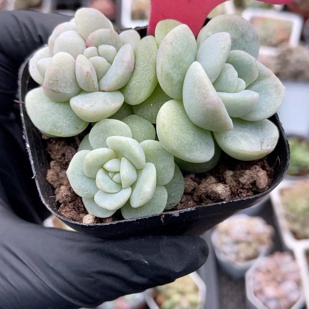 1892冰玉石化多肉植物