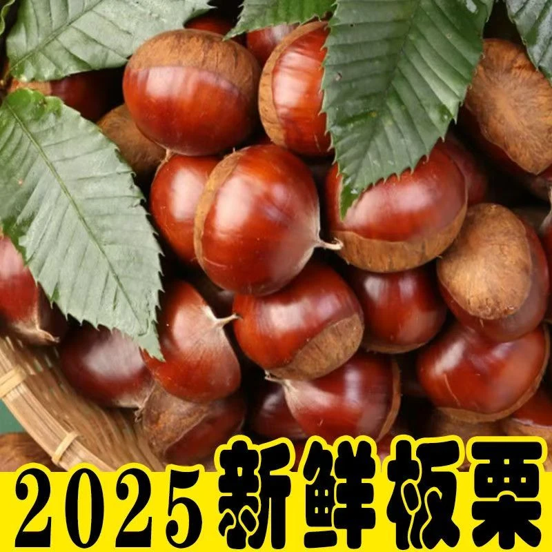 嫩板栗2025年新鲜秦岭高山生板栗香甜饱满圆尖栗口感香糯