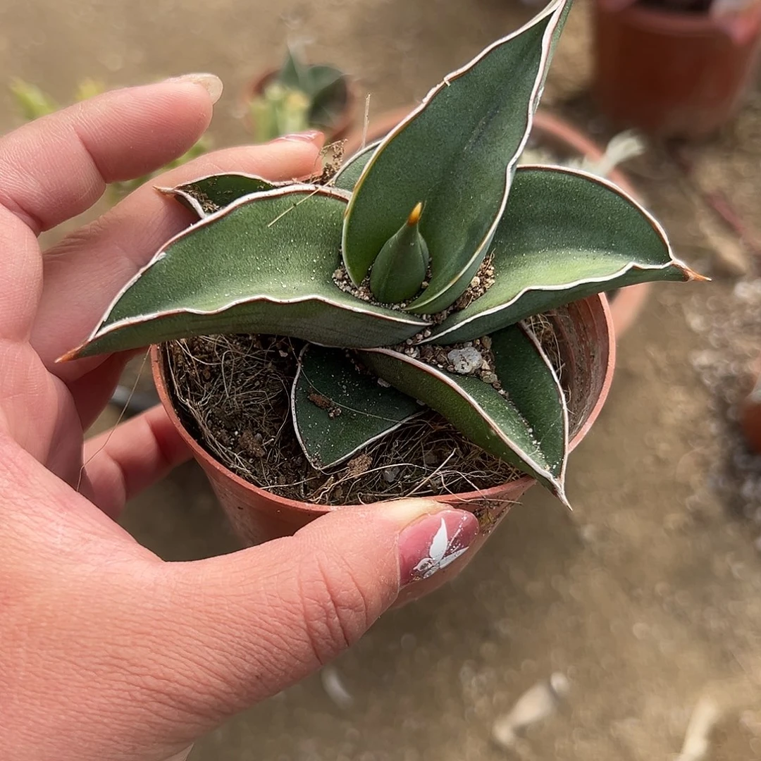 多肉植物玫瑰武士