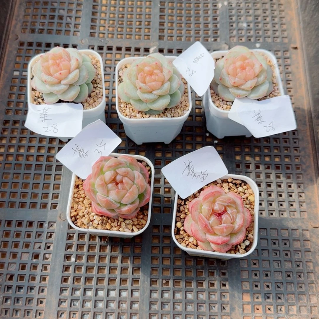 茶五颗，5906多肉植物
