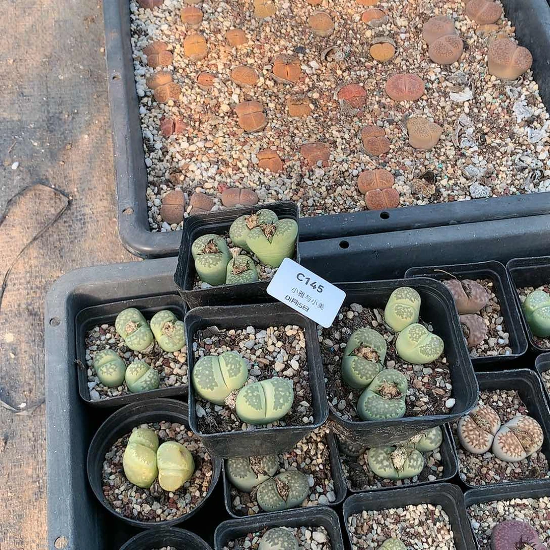 靓****)C145多肉植物保护