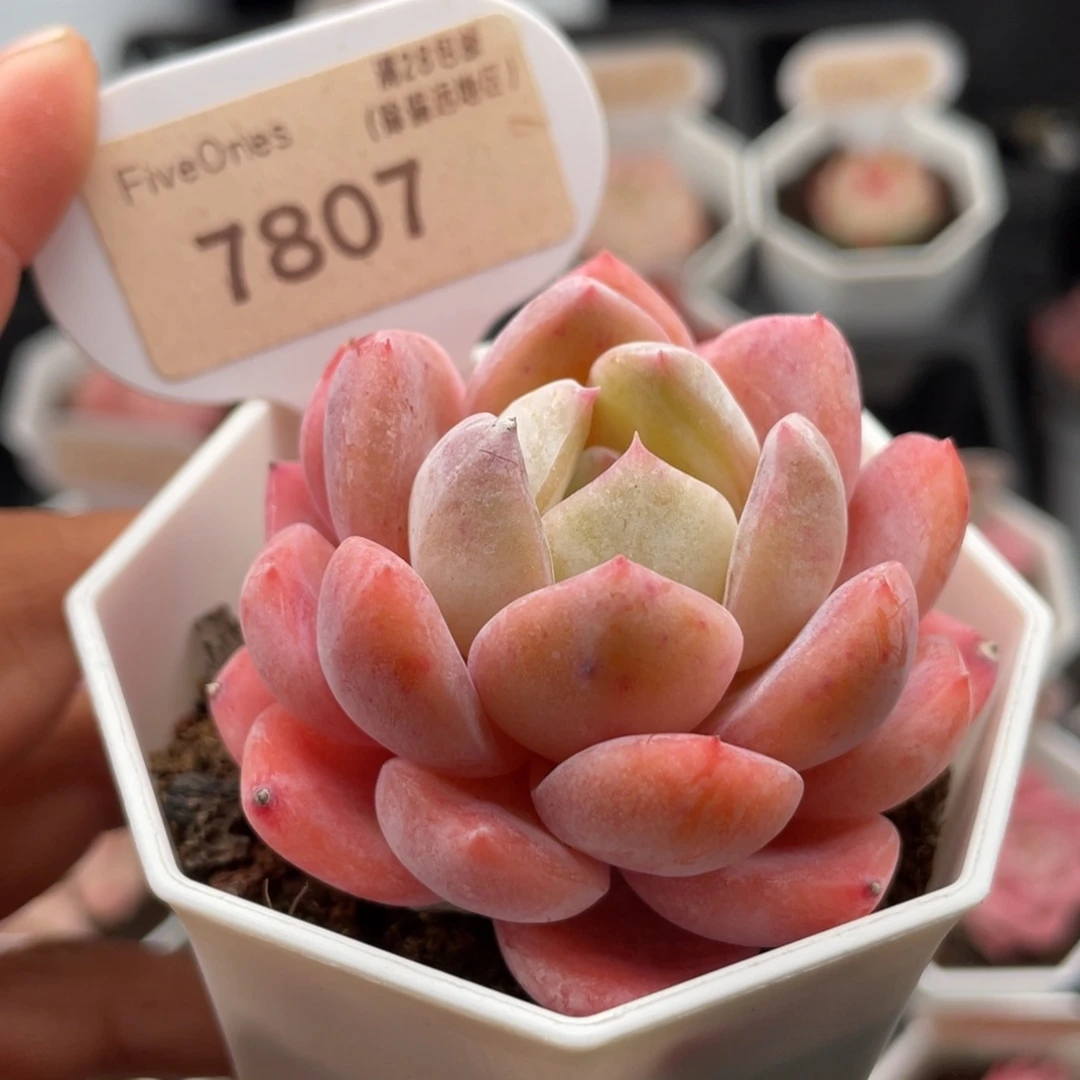 橙梦露7807-6.0厘米