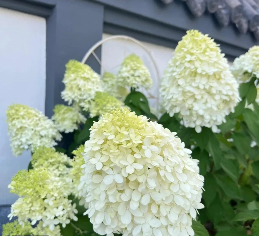 子熙花令【石灰灯】圆锥木绣球（老桩）（已发货不支持仅退款或拒签）
