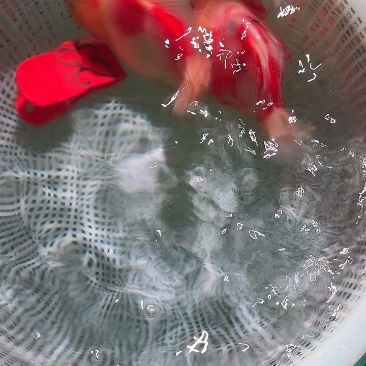 海水鱼23号尺寸11-13区间