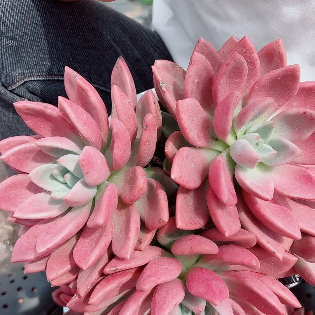 桃花源三大头起发整桩无砍