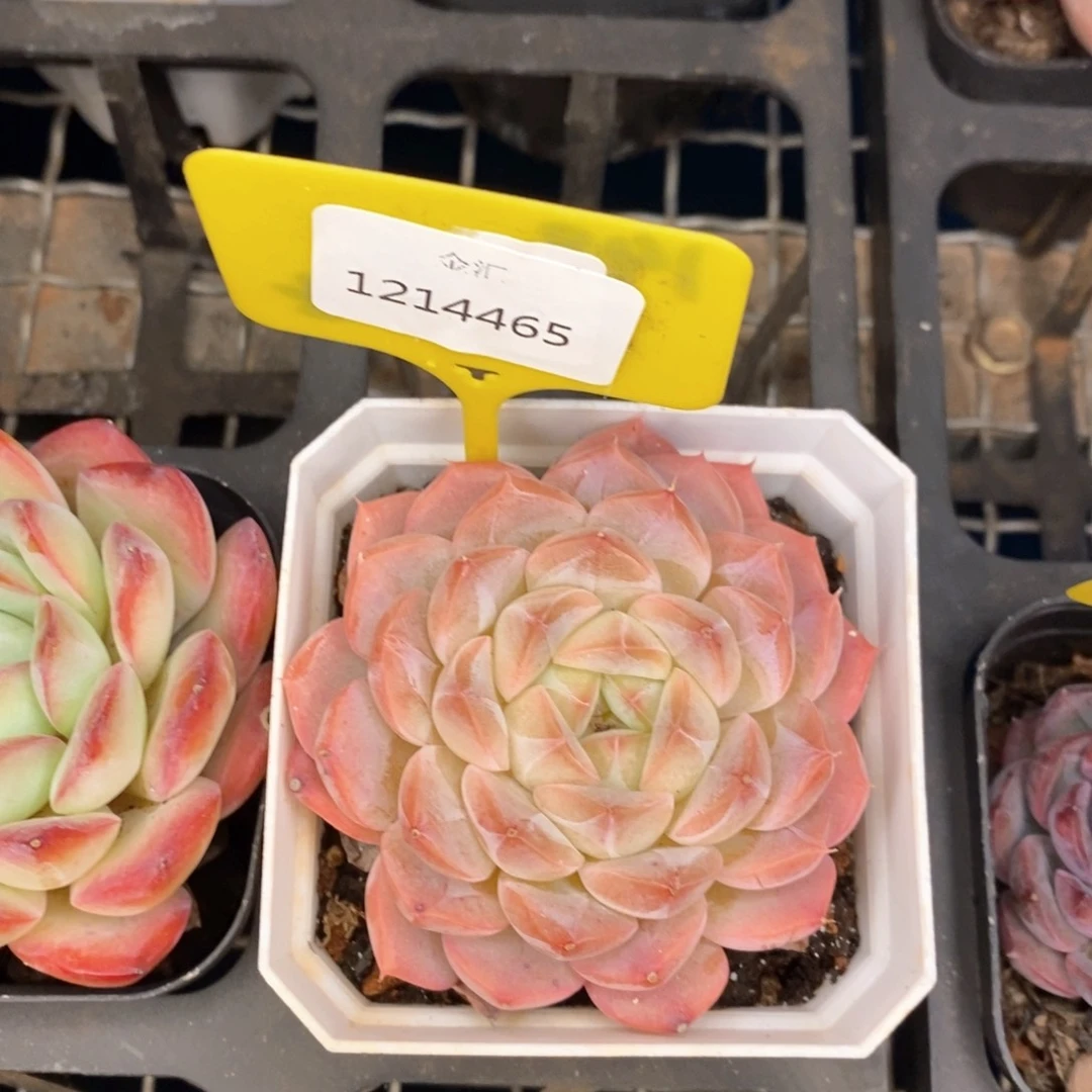 福利多多。1214465